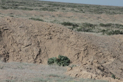 Rheum tataricum (Rheum tataricum)