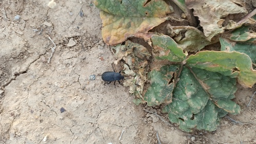 Rheum tataricum (Rheum tataricum)