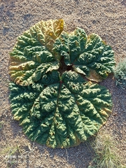 Rheum tataricum (Rheum tataricum)