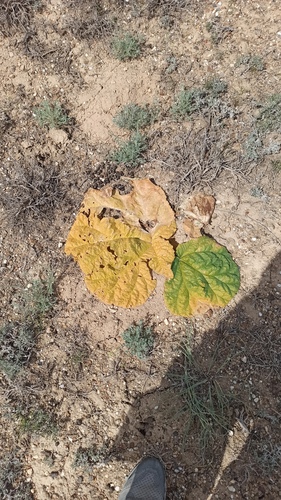 Rheum tataricum (Rheum tataricum)