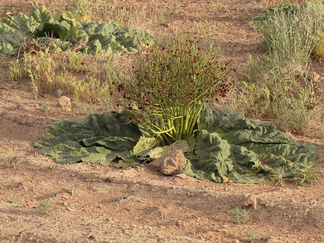 Rheum tataricum: Rheum tataricum