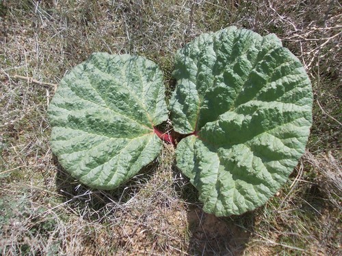 Rheum tataricum (Rheum tataricum)
