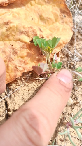 Rheum tataricum (Rheum tataricum)