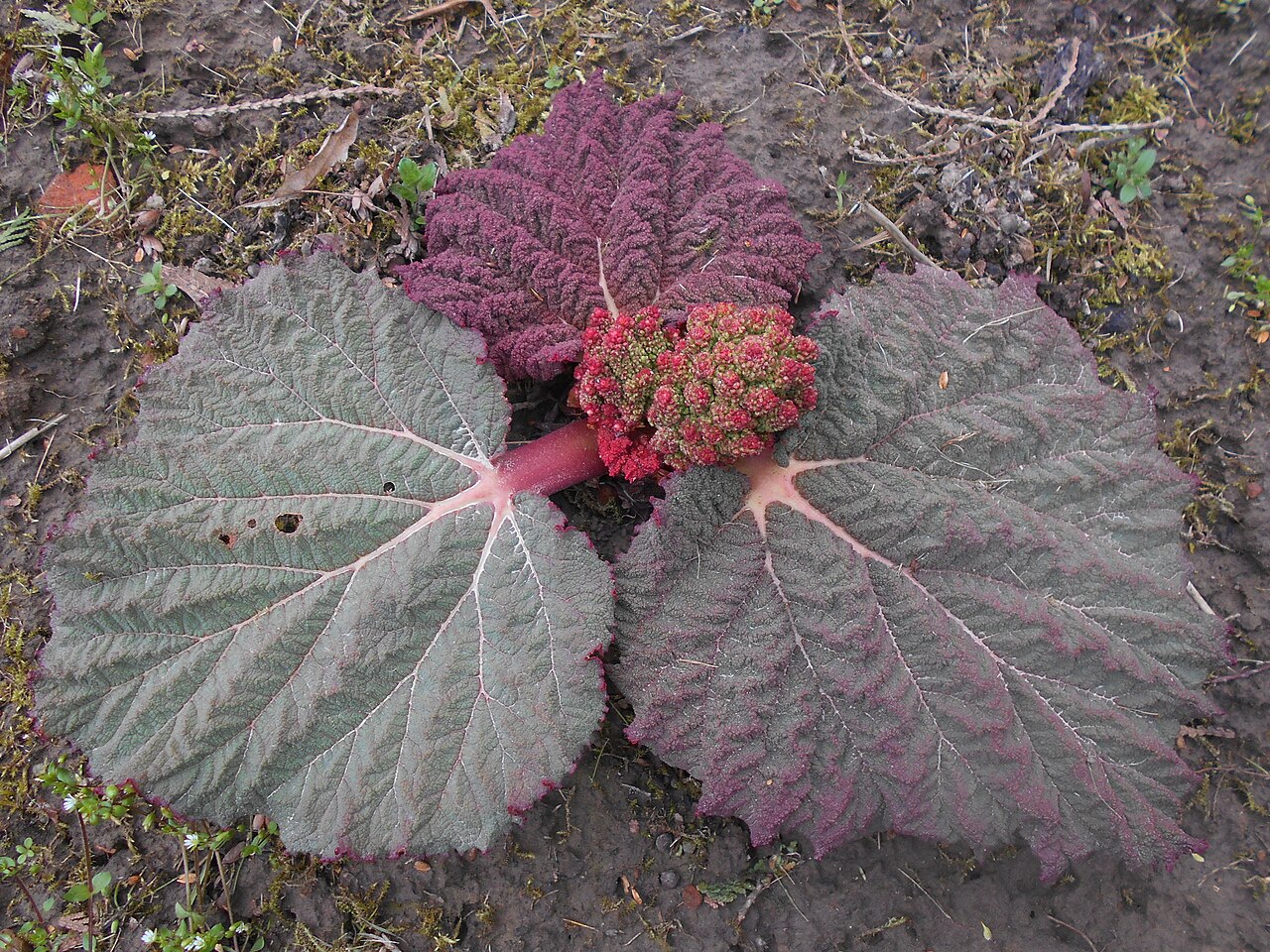 Rheum tibeticum: Rabarbar tybetański ( Rheum tibeticum ), Ogród Botaniczny UMCS w Lublinie