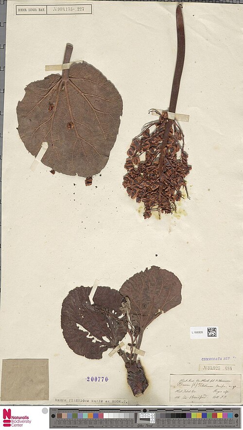 Rheum tibeticum: Rheum tibeticum Maxim. ex Hook.f. Thell. (type of) - Rheum tibeticum Maxim. ex Hook.f. Thell.