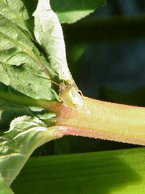 Rheum tibeticum (Rheum tibeticum)