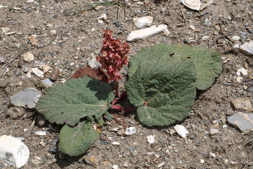 Rheum tibeticum (Rheum tibeticum)
