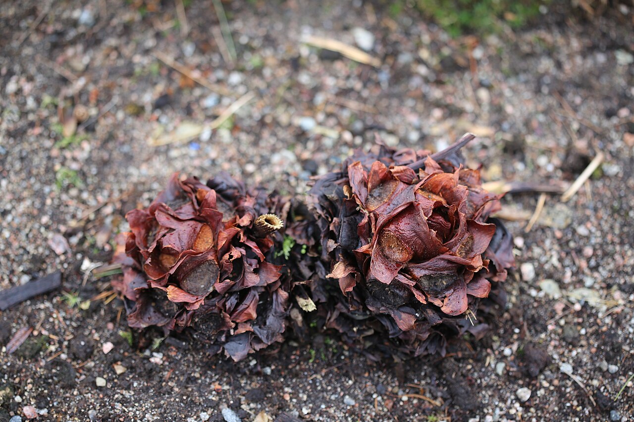 Rheum tibeticum: Rheum tibeticum at Gothenburg botanical garden in 2015. Plant id: 1984-0590 s W; Pak.exp. 83, SEP 352
