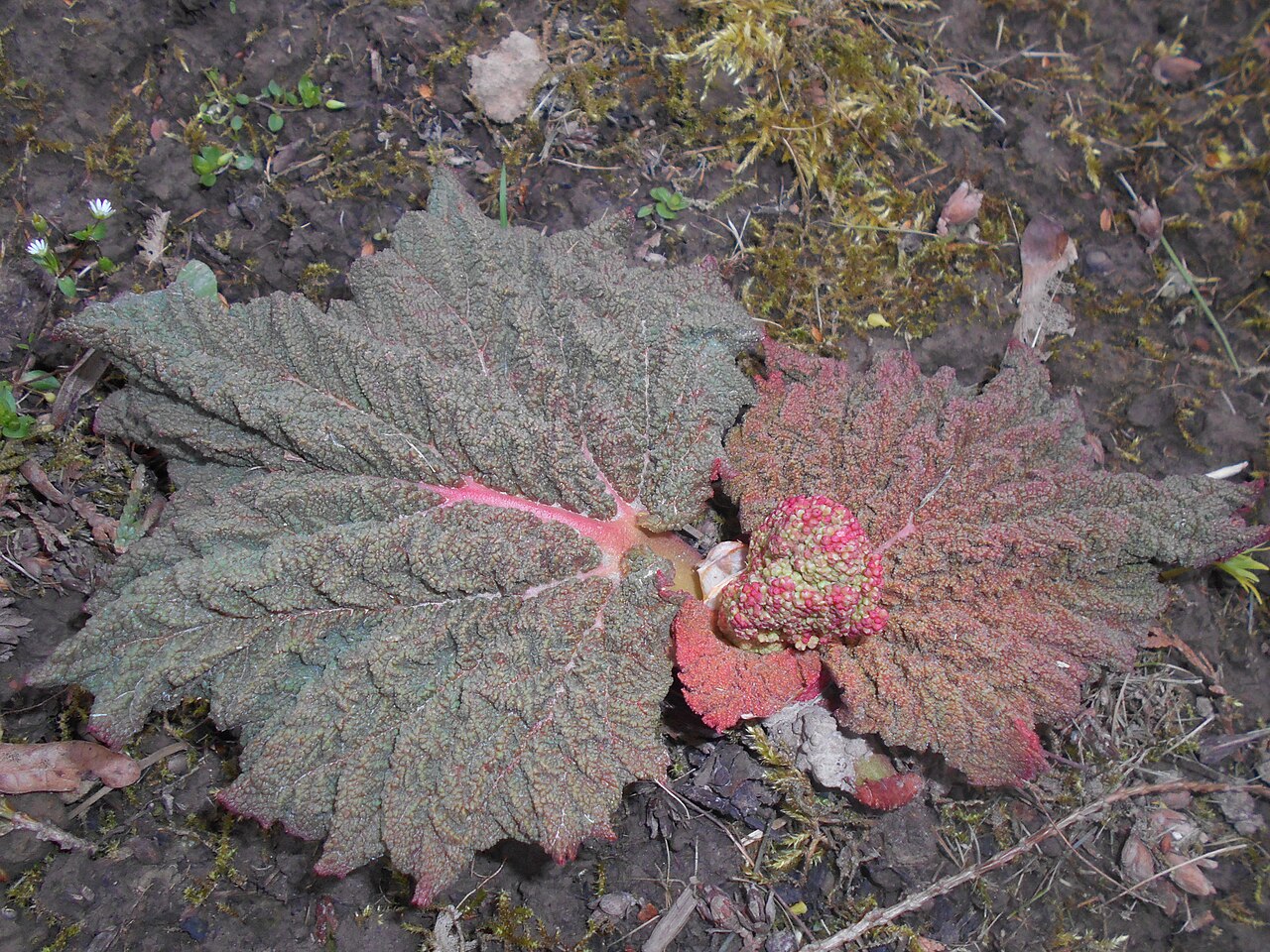 Rheum tibeticum: Rabarbar tybetański ( Rheum tibeticum ), Ogród Botaniczny UMCS w Lublinie