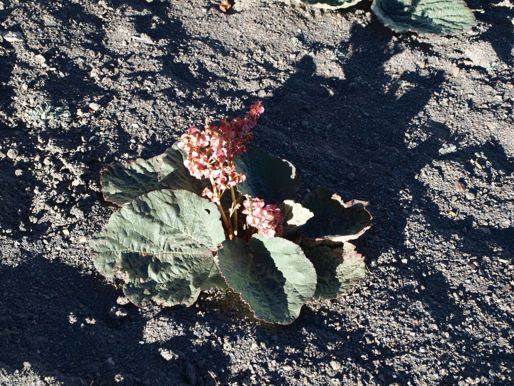 Rheum tibeticum (Rheum tibeticum)