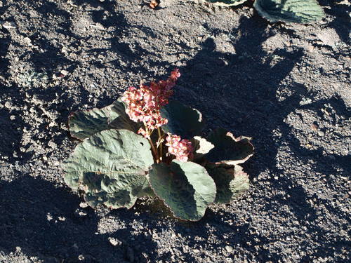 Rheum tibeticum (Rheum tibeticum)