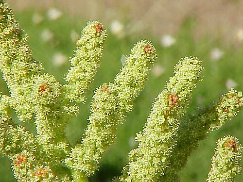 Rheum tibeticum: Species : Rheum tibeticum Family : Polygonaceae Image No. 2