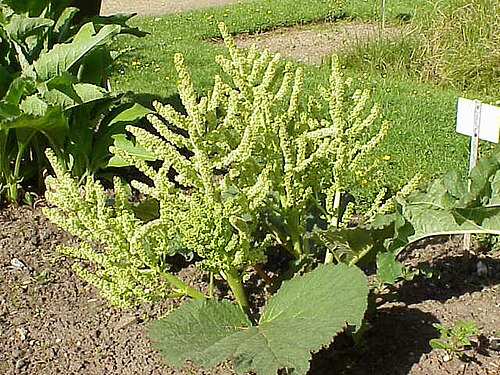 Rheum tibeticum: Species : Rheum tibeticum Family : Polygonaceae Image No. 3