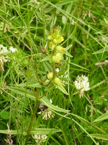 Little yellow rattle (Rhinanthus minor)