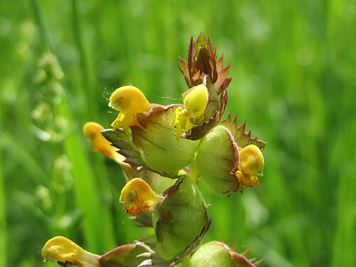 Little yellow rattle: Kleiner Klappertopf ( Rhinanthus minor ) im Naturschutzgebiet Bachwiesen/Leopoldswiesen im Hockenheimer Rheinbogen