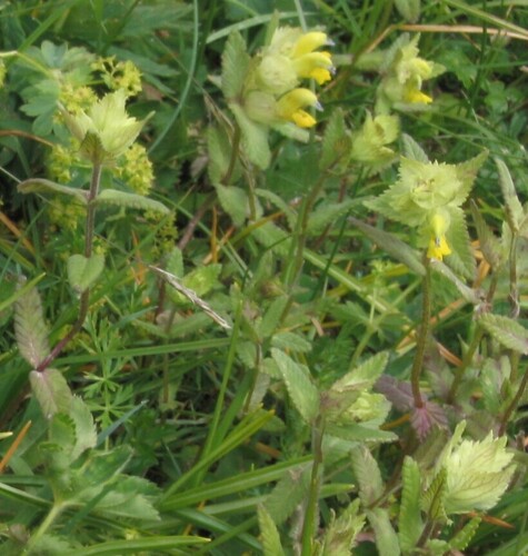 Little yellow rattle (Rhinanthus minor)