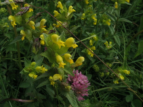 Little yellow rattle