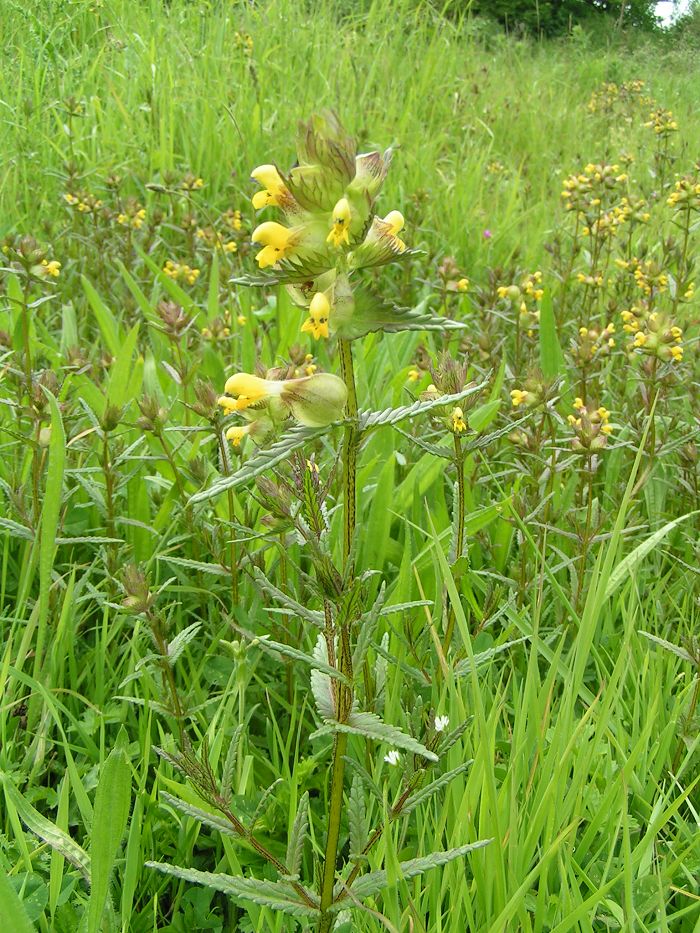 Little yellow rattle (Rhinanthus minor)