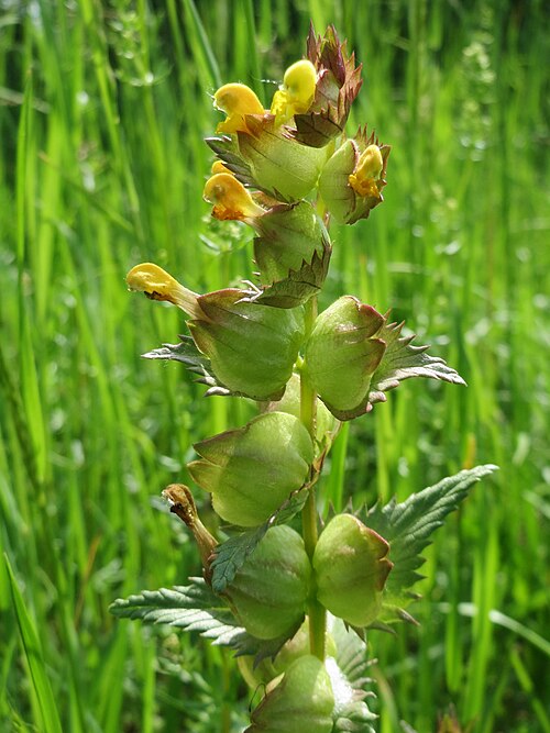 Little yellow rattle: Kleiner Klappertopf ( Rhinanthus minor ) im Naturschutzgebiet Bachwiesen/Leopoldswiesen im Hockenheimer Rheinbogen