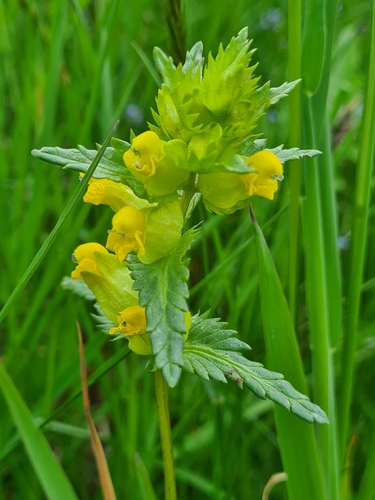 Little yellow rattle (Rhinanthus minor)
