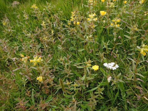 Little yellow rattle (Rhinanthus minor)