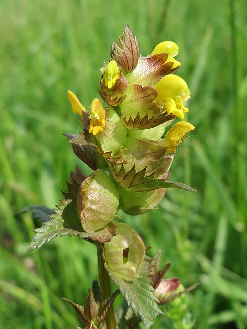 Little yellow rattle: Kleiner Klappertopf ( Rhinanthus minor ) im Naturschutzgebiet Bachwiesen/Leopoldswiesen im Hockenheimer Rheinbogen