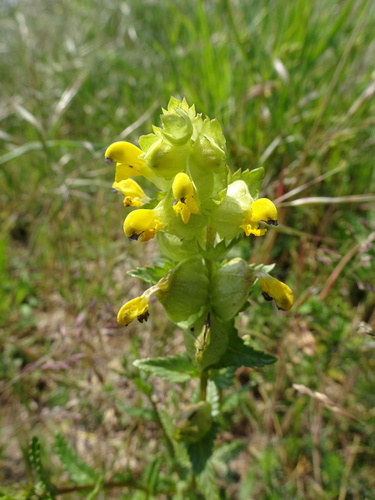 Little yellow rattle (Rhinanthus minor)