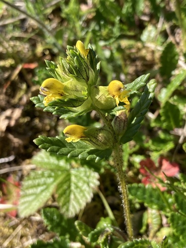 Little yellow rattle (Rhinanthus minor)