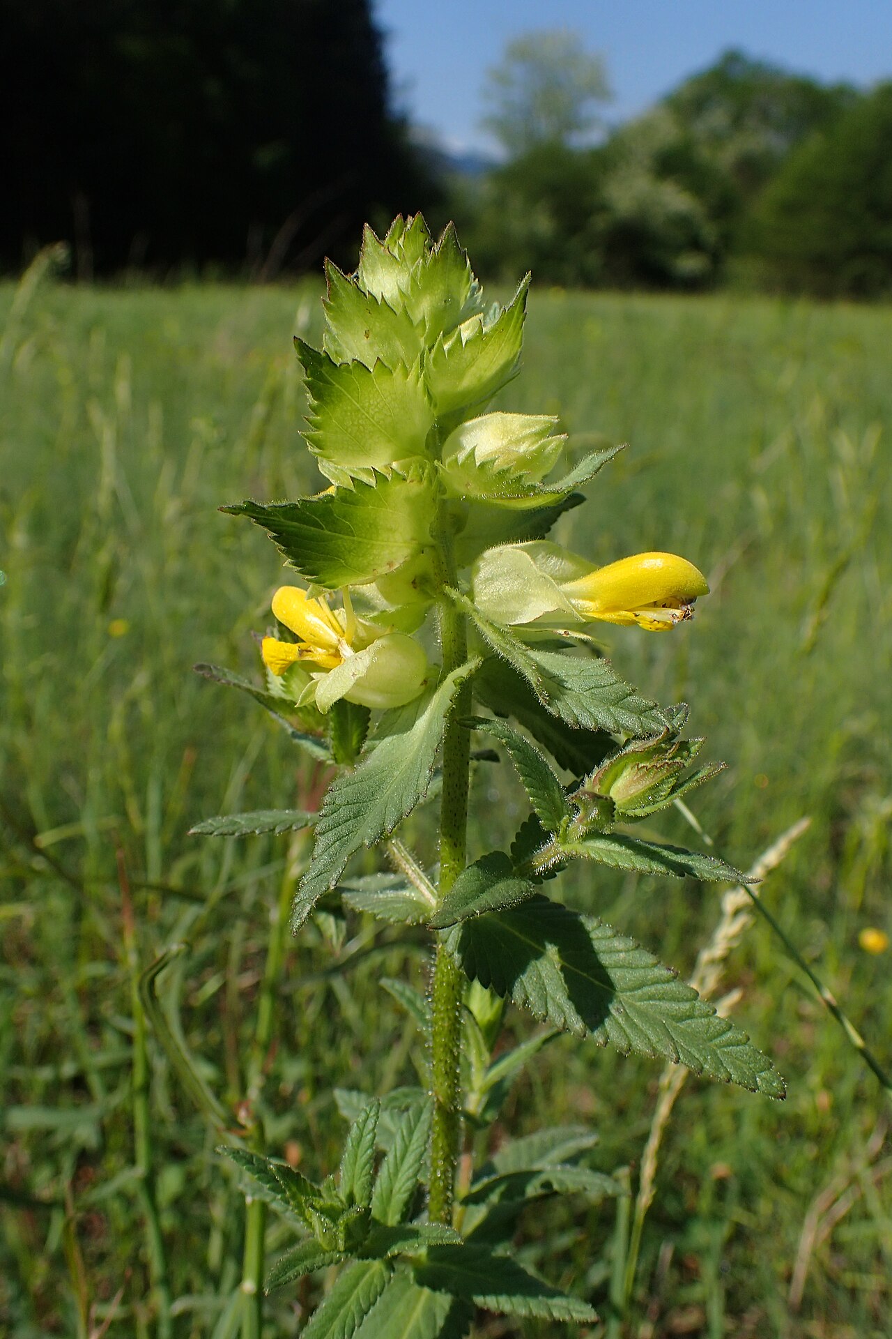 Rhinanthus rumelicus: Rhinanthus rumelicus in Belogradchik, W Bulgaria