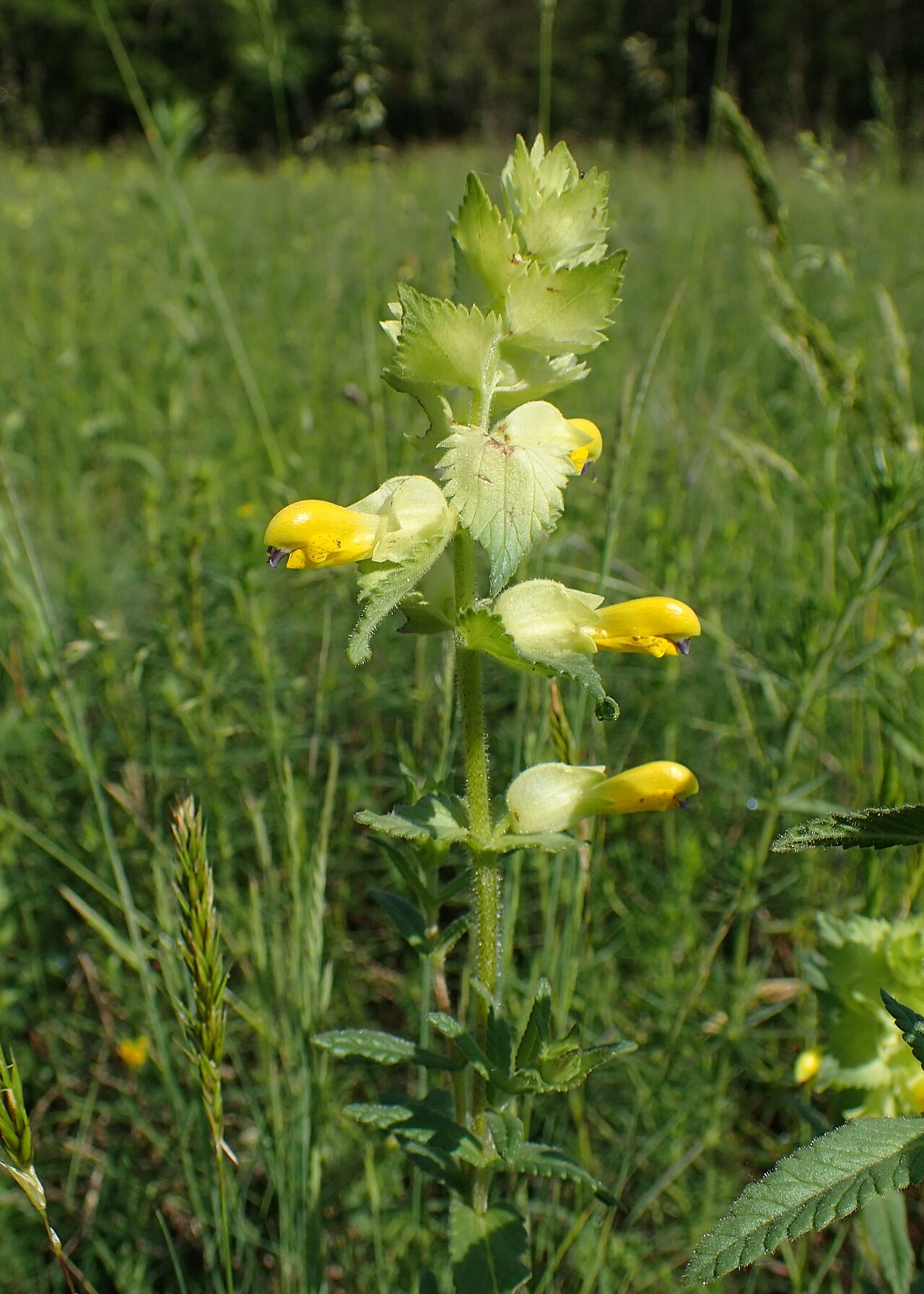 Rhinanthus rumelicus: Rhinanthus rumelicus in Belogradchik, W Bulgaria