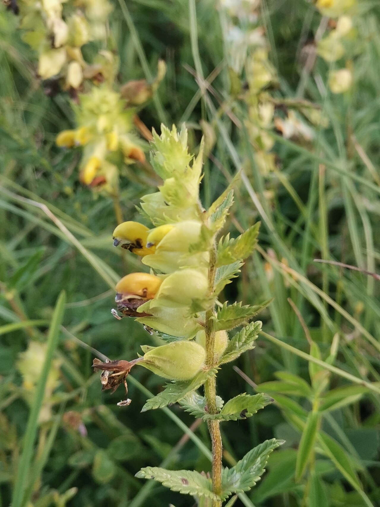 Rhinanthus rumelicus: Deep-yellow hay rattle ( Rhinanthus rumelicus ) in Bosnia and Herzegovina