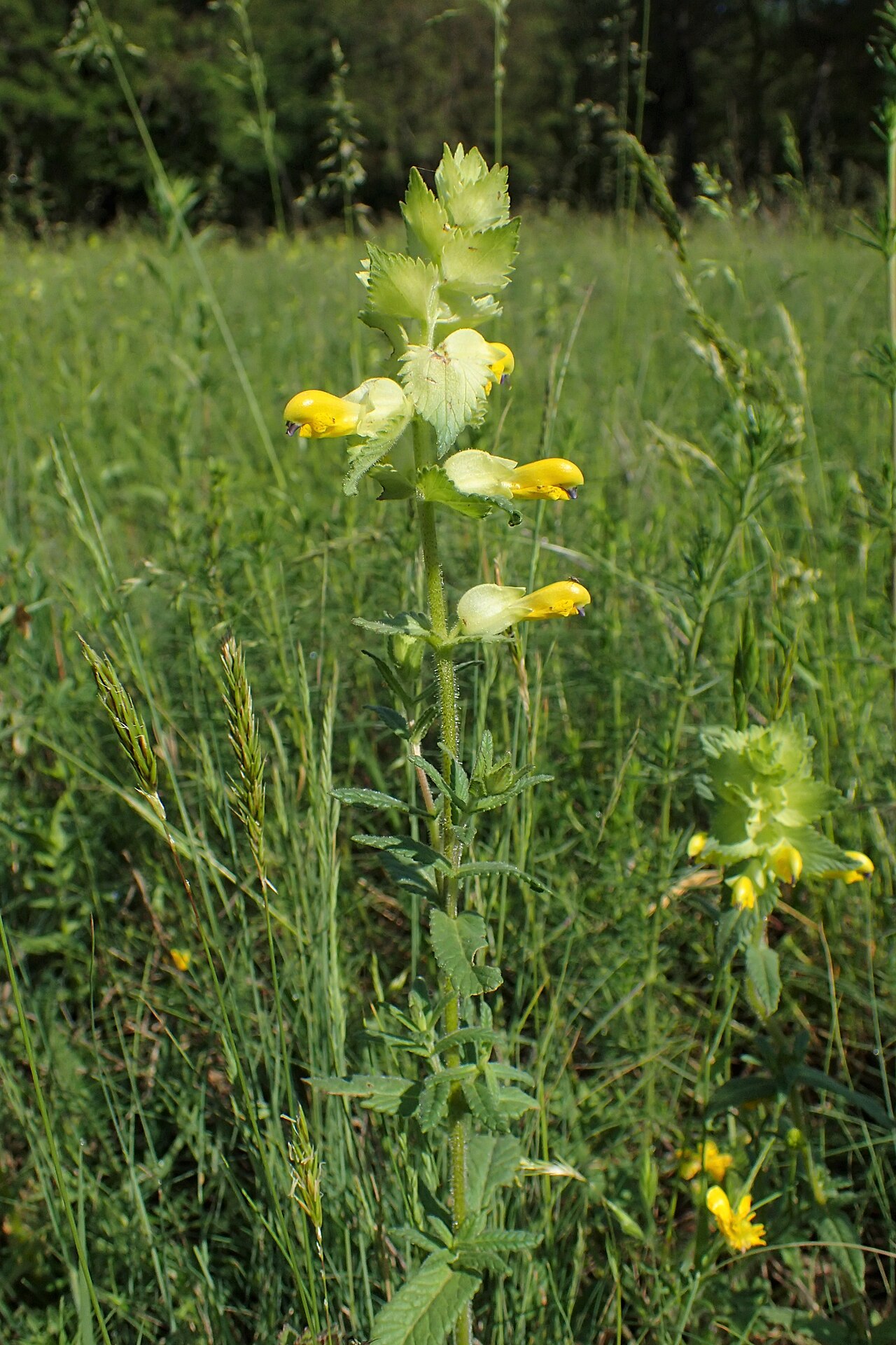 Rhinanthus rumelicus: Rhinanthus rumelicus in Belogradchik, W Bulgaria