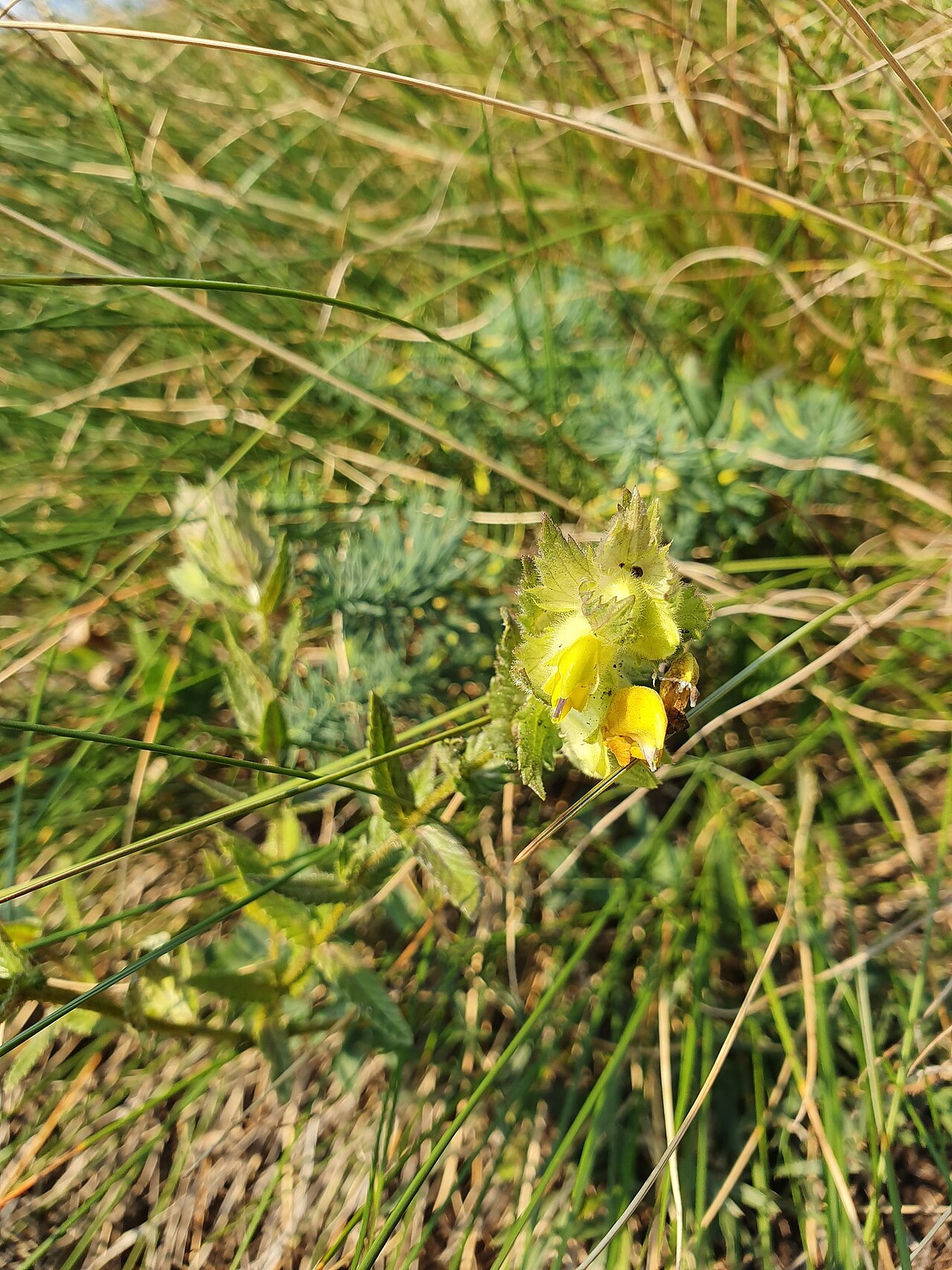 Rhinanthus rumelicus: Deep-yellow hay rattle ( Rhinanthus rumelicus ) in Serbia