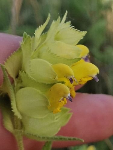 Rhinanthus rumelicus (Rhinanthus rumelicus)