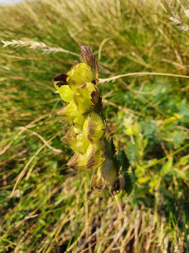 Rhinanthus rumelicus (Rhinanthus rumelicus)
