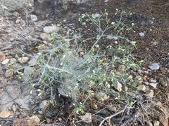 Desert polygala (Rhinotropis acanthoclada)