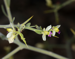 Desert polygala (Rhinotropis acanthoclada)