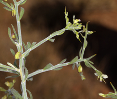 Desert polygala (Rhinotropis acanthoclada)