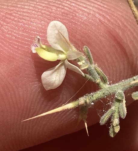 Desert polygala (Rhinotropis acanthoclada)