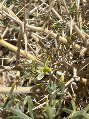 Desert polygala (Rhinotropis acanthoclada)