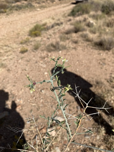 Desert polygala (Rhinotropis acanthoclada)