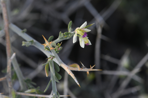 Desert polygala (Rhinotropis acanthoclada)