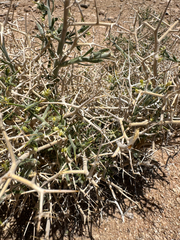 Desert polygala (Rhinotropis acanthoclada)