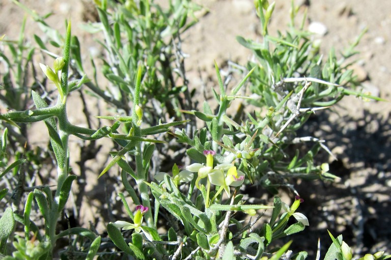 Desert polygala: Polygala acanthoclada in Goshute Valley, north of Oasis, Elko County, Nevada, USA. This photo is in the public domain and may be freely used for any purpose.