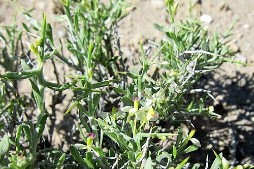 Desert polygala: Polygala acanthoclada in Goshute Valley, north of Oasis, Elko County, Nevada, USA. This photo is in the public domain and may be freely used for any purpose.