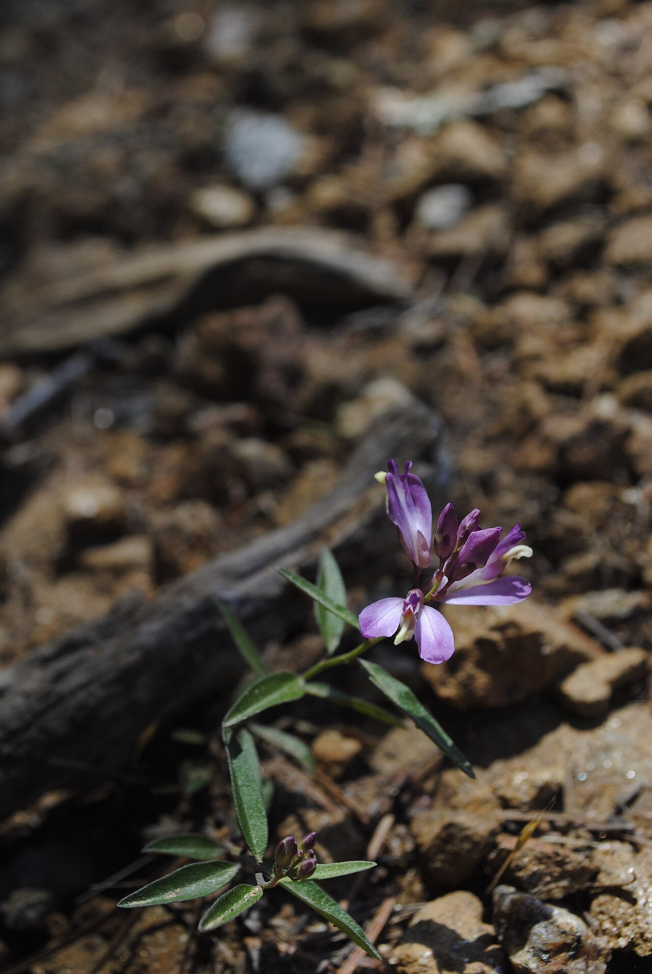 California milkwort: Polygala californica