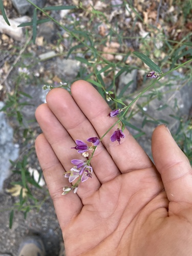Sierra milkwort (Rhinotropis cornuta)