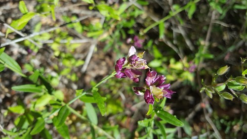 Sierra milkwort (Rhinotropis cornuta)