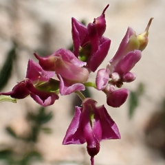 Sierra milkwort (Rhinotropis cornuta)