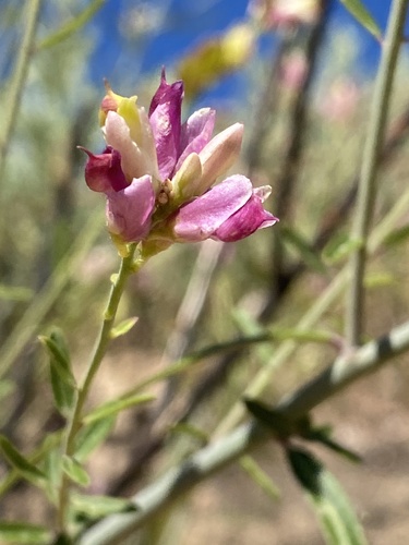 Sierra milkwort (Rhinotropis cornuta)